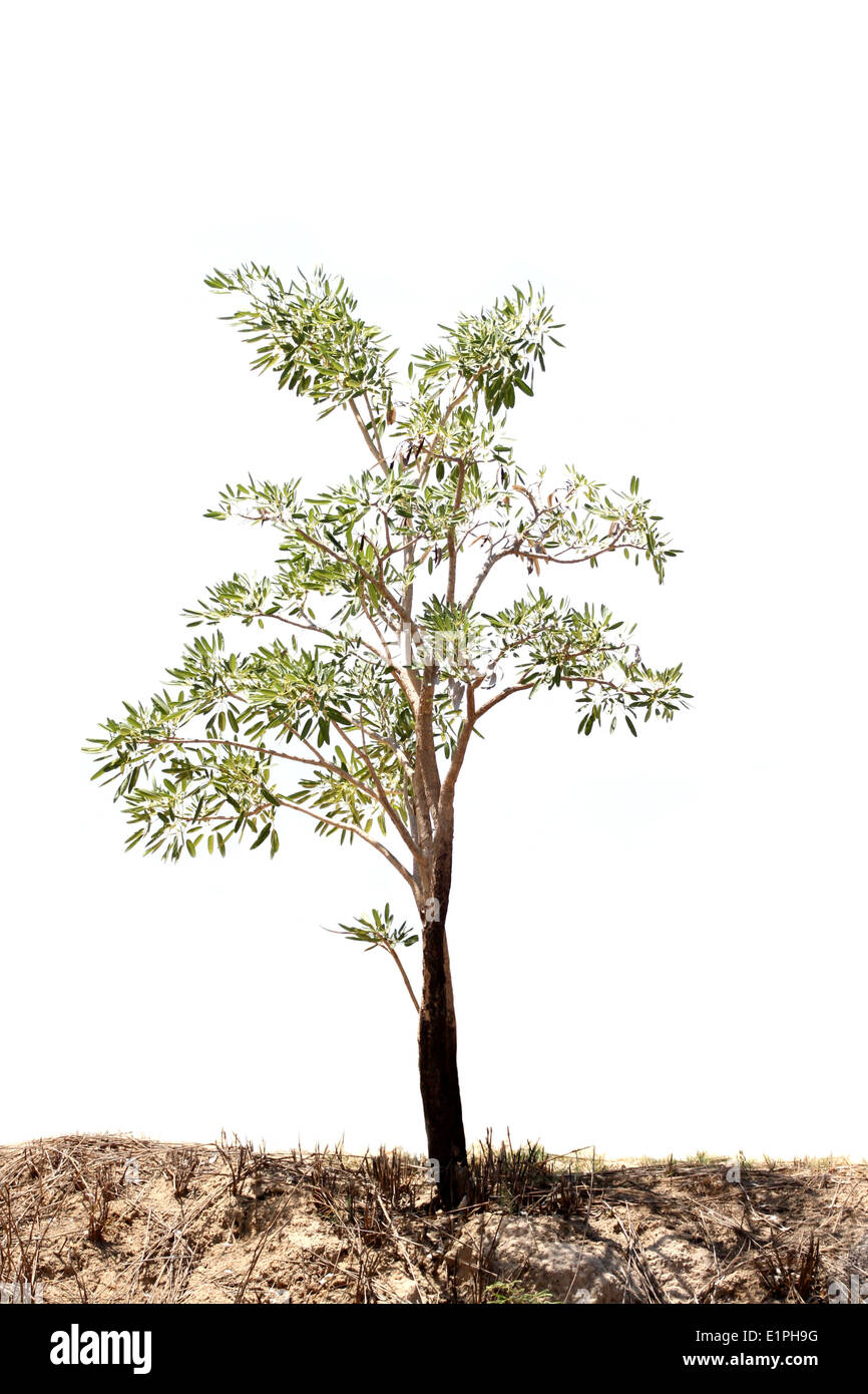 Der Baum und Boden auf weißem Hintergrund. Stockfoto