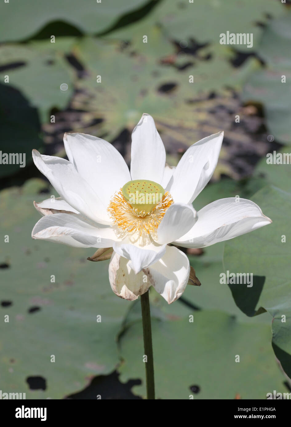 Weißen Lotos blühen in den Teich. Stockfoto