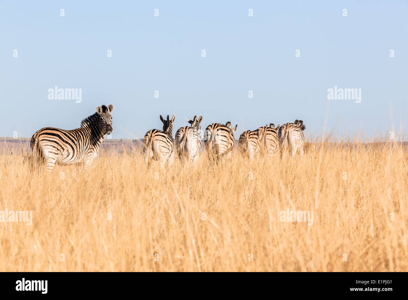 Zebra-Wildtiere in geschützten Lebensraum Wildnis Safari Park reservieren Stockfoto