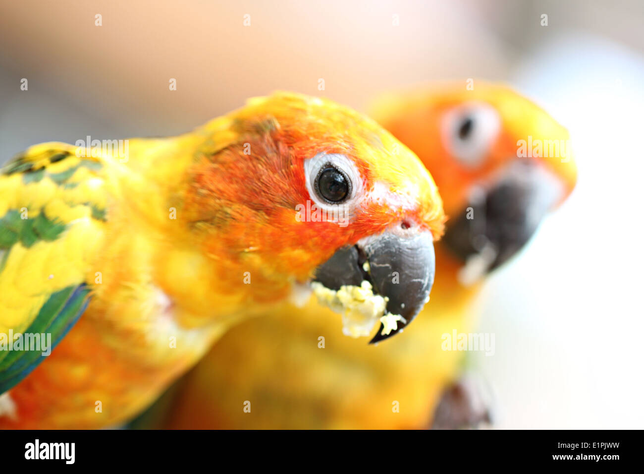 Leiter der Papagei ist Lebensmittel auf Ast im Garten essen. Stockfoto