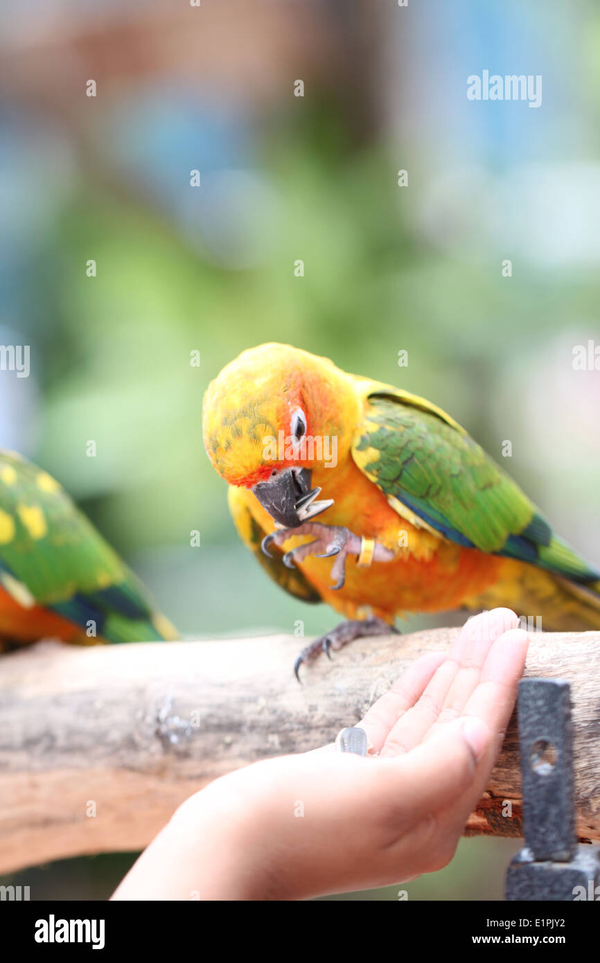 Papagei ist einerseits Menschen Lebensmittel essen. Stockfoto