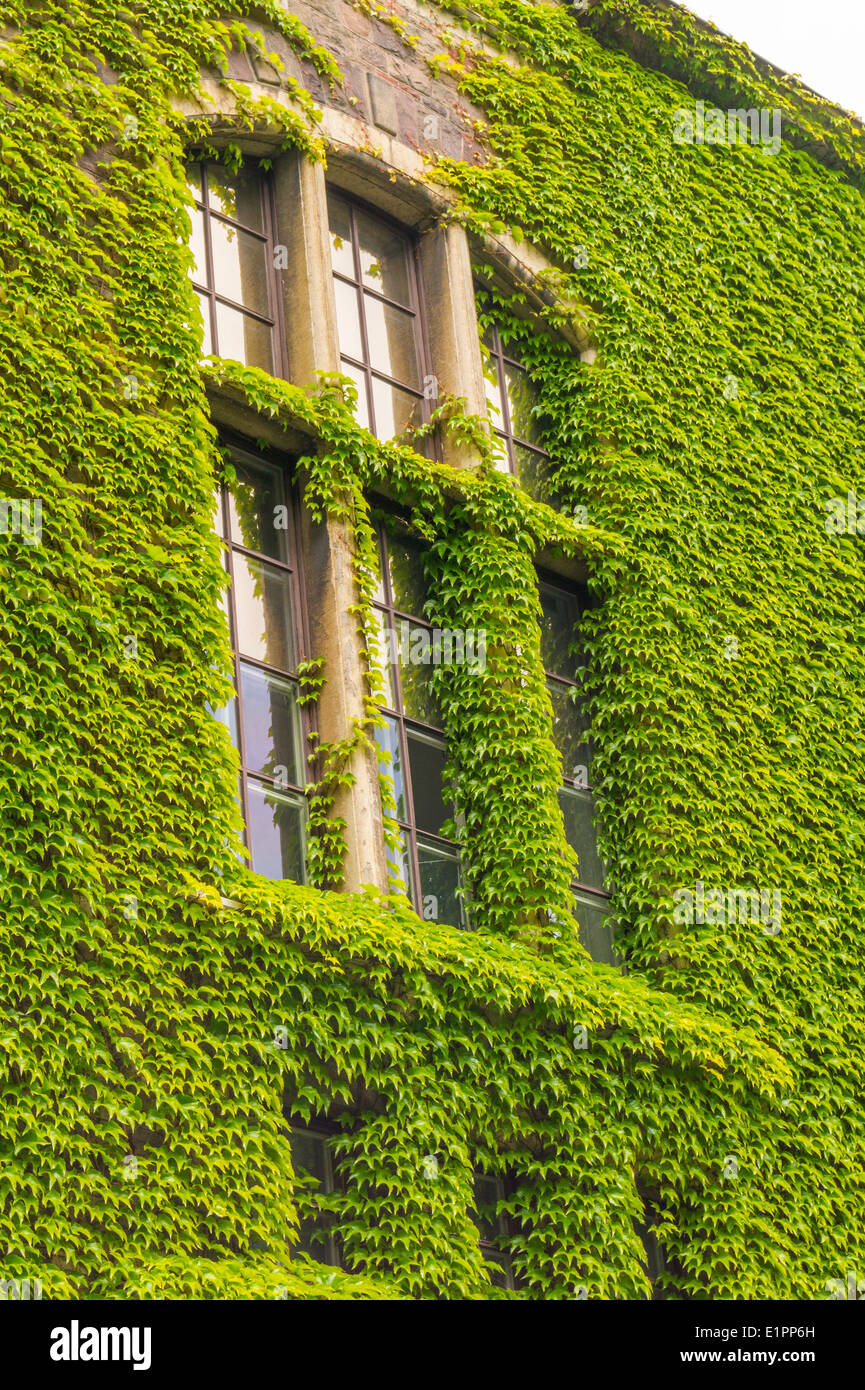 Grüne ökologische Fenster Stockfoto