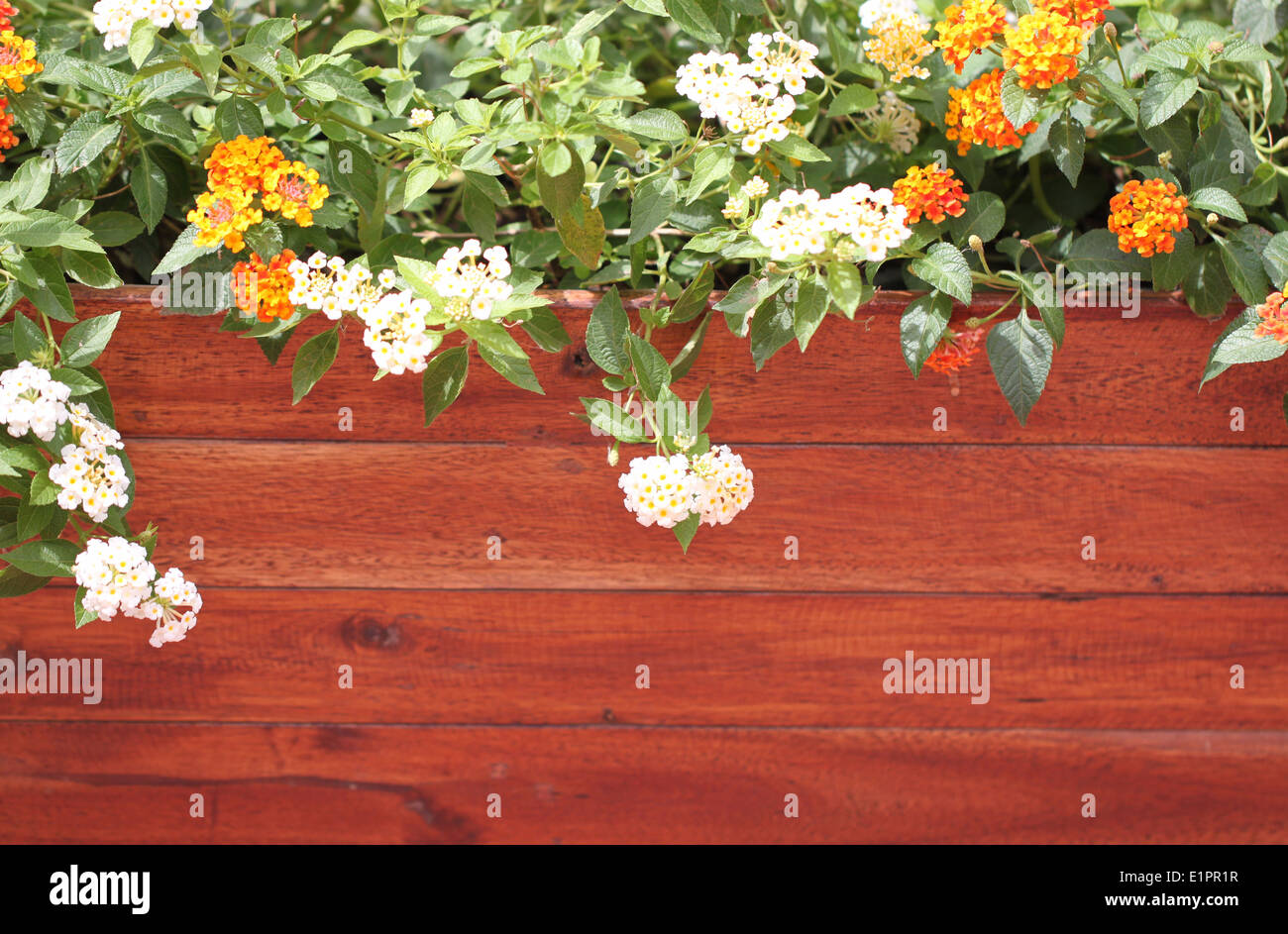 Bunte Blumen und dunklen Holz Wand für den Hintergrund. Stockfoto
