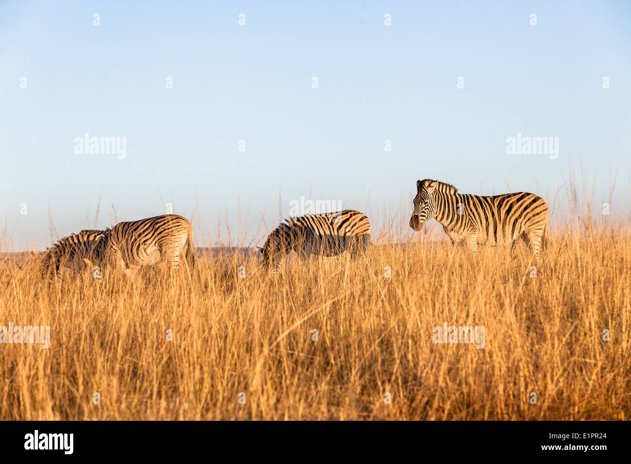 Zebra-Wildtiere in geschützten Lebensraum Wildnispark reservieren Stockfoto