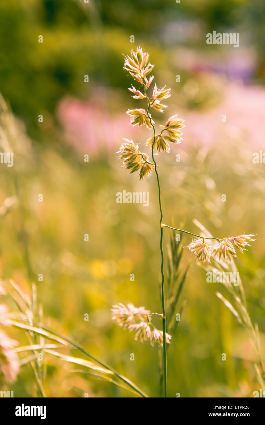 Gramineae Kräuter zog durch den Wind auf einer Wiese unter die warme Frühlingssonne Stockfoto