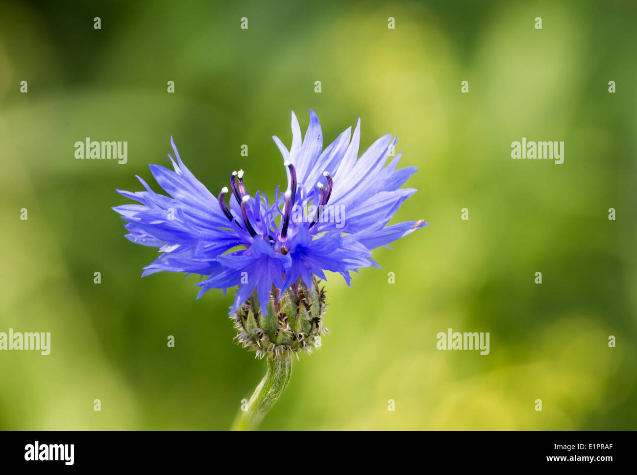 Makro von einem Centaurea Cyanus auf einem natürlichen grünen Hintergrund Stockfoto