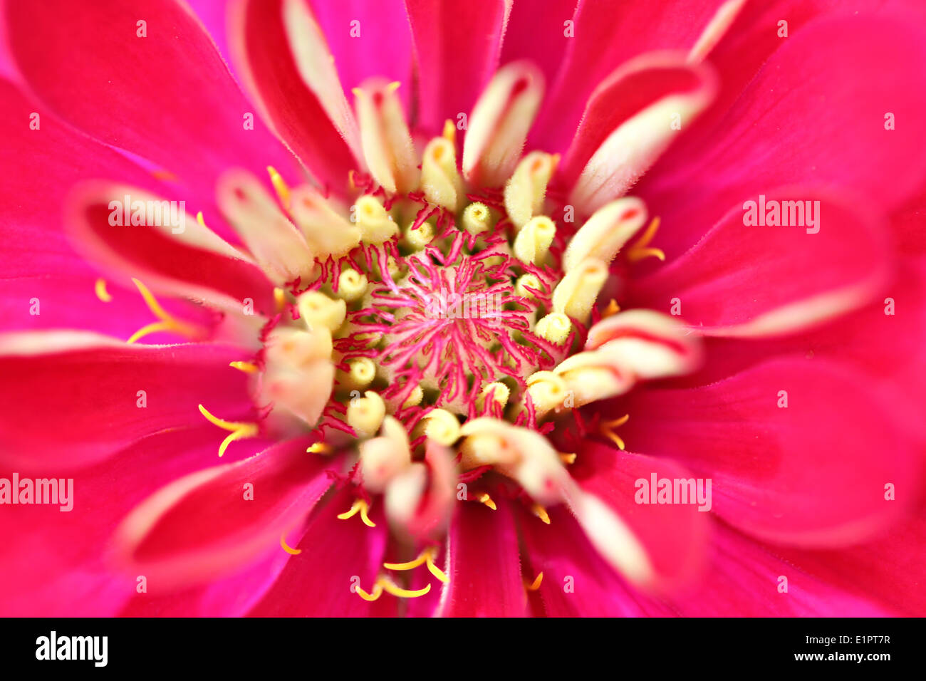 Rote Blumen im Garten für natürlichen Hintergrund. Stockfoto