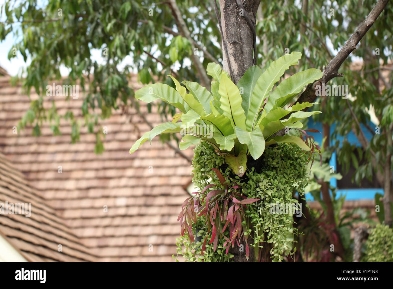 Große grüne Blätter im Garten. Stockfoto