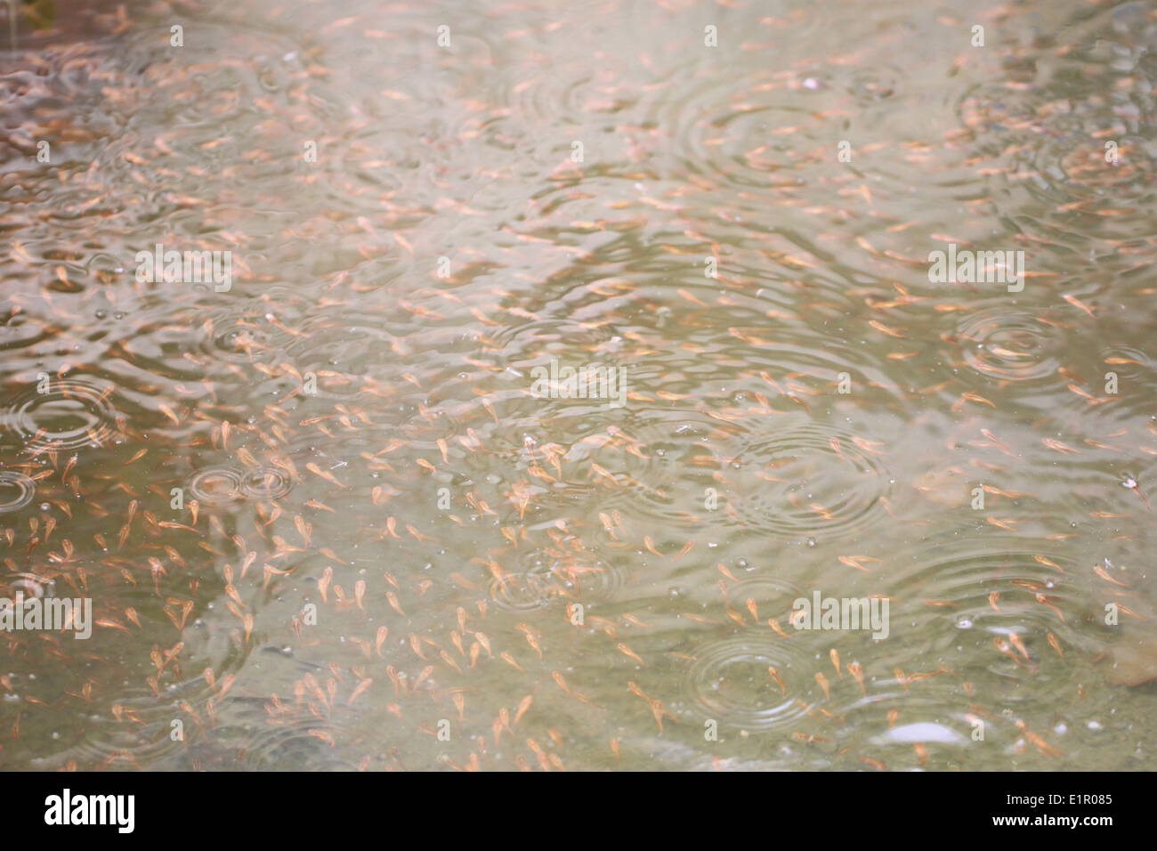 Gruppe von Schlange Kopf Fisch im Wasser. Stockfoto