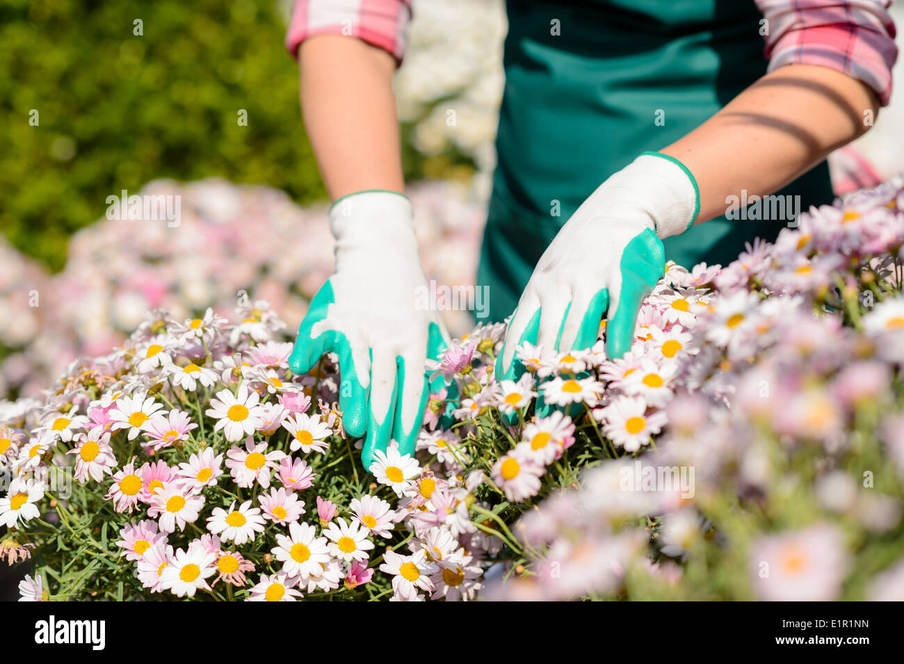 Close-up Hände in Gartenhandschuhe berühren Daisy Blumenbeet Sonnentag Stockfoto