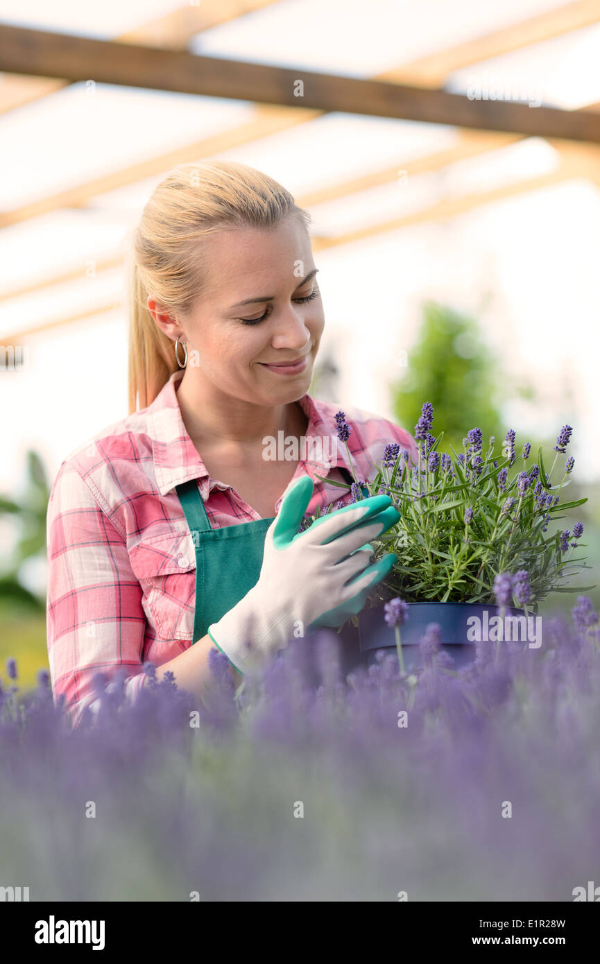 Garten-Center Arbeitnehmerin mit Lavendel Topfblumen Blumenbeet Gewächshaus Stockfoto