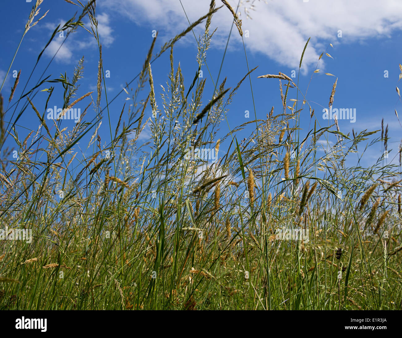 Hohen Gräsern weht im Wind Stockfoto