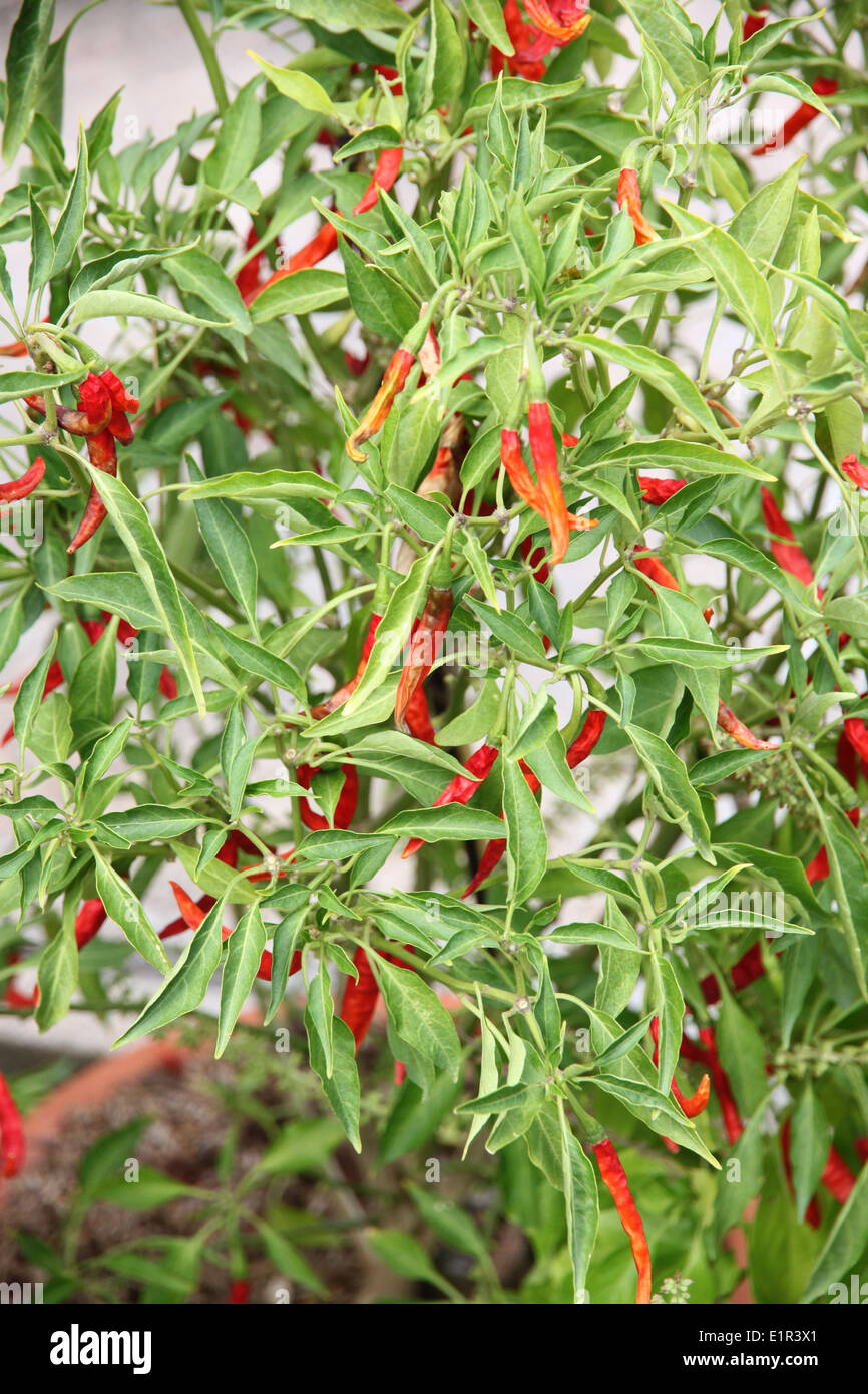 Getrocknete rote Chili auf dem Baum im Garten. Stockfoto
