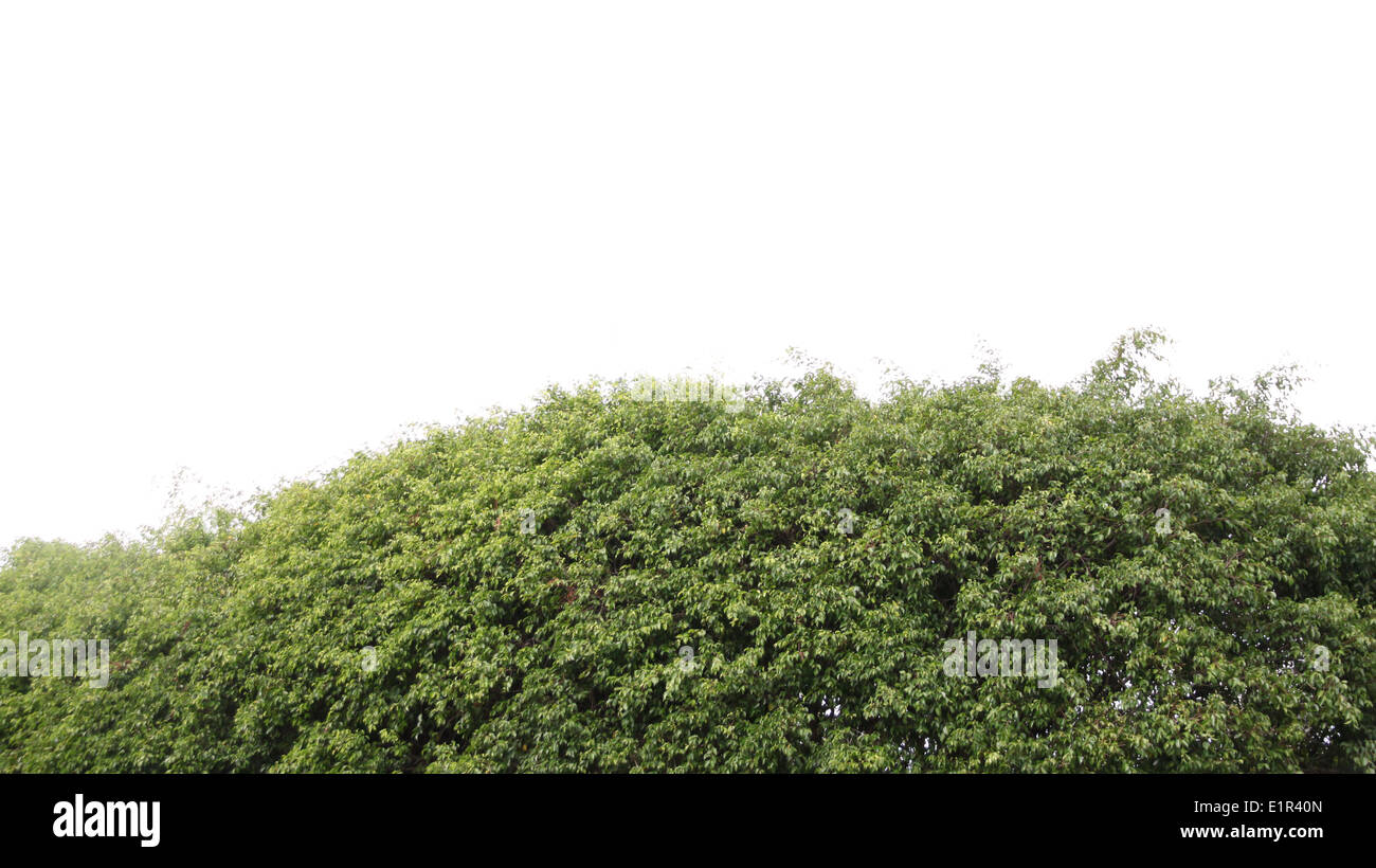 Grüner Baum auf einem weißen Hintergrund im Rahmen. Stockfoto