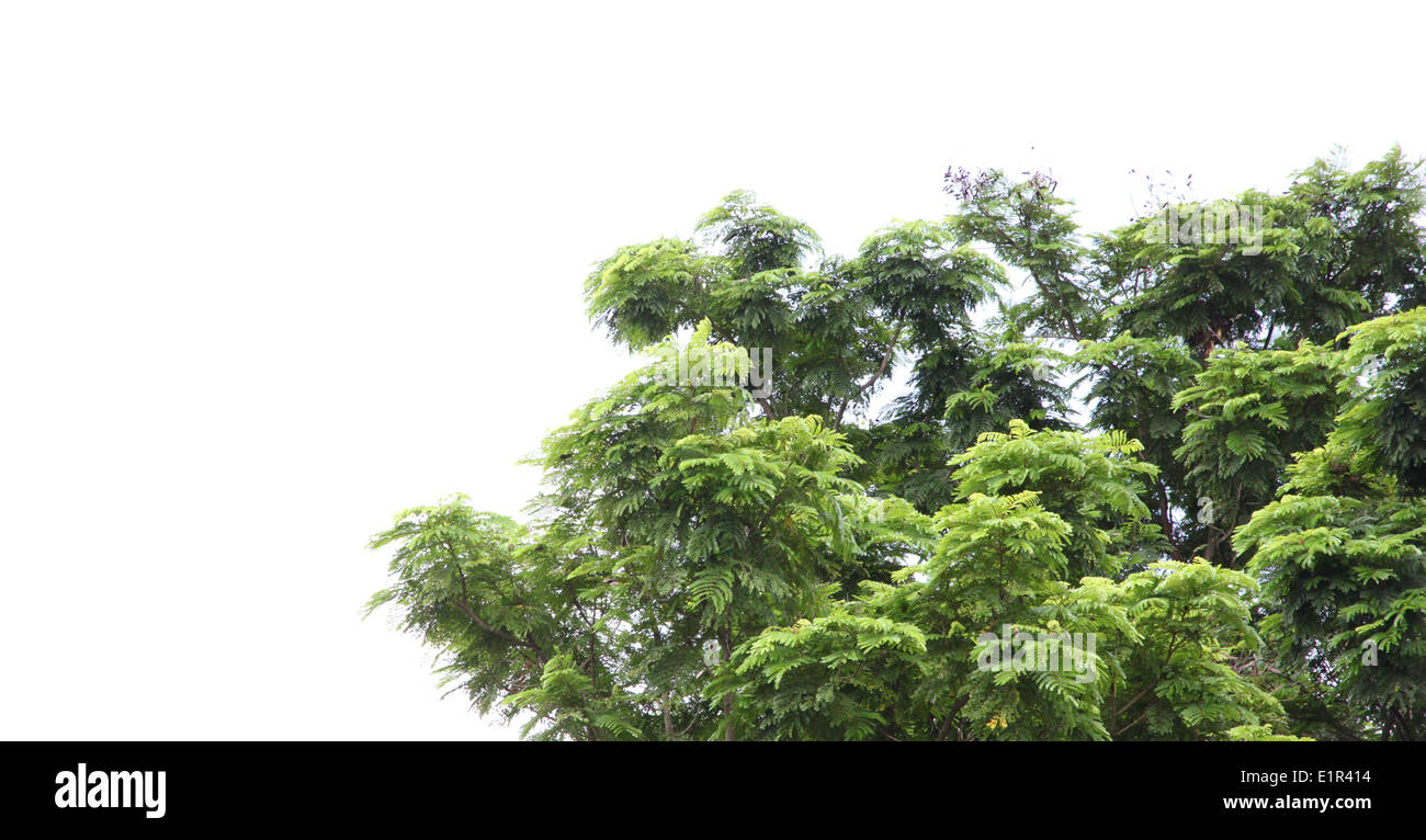 Grüner Baum auf einem weißen Hintergrund im Rahmen. Stockfoto
