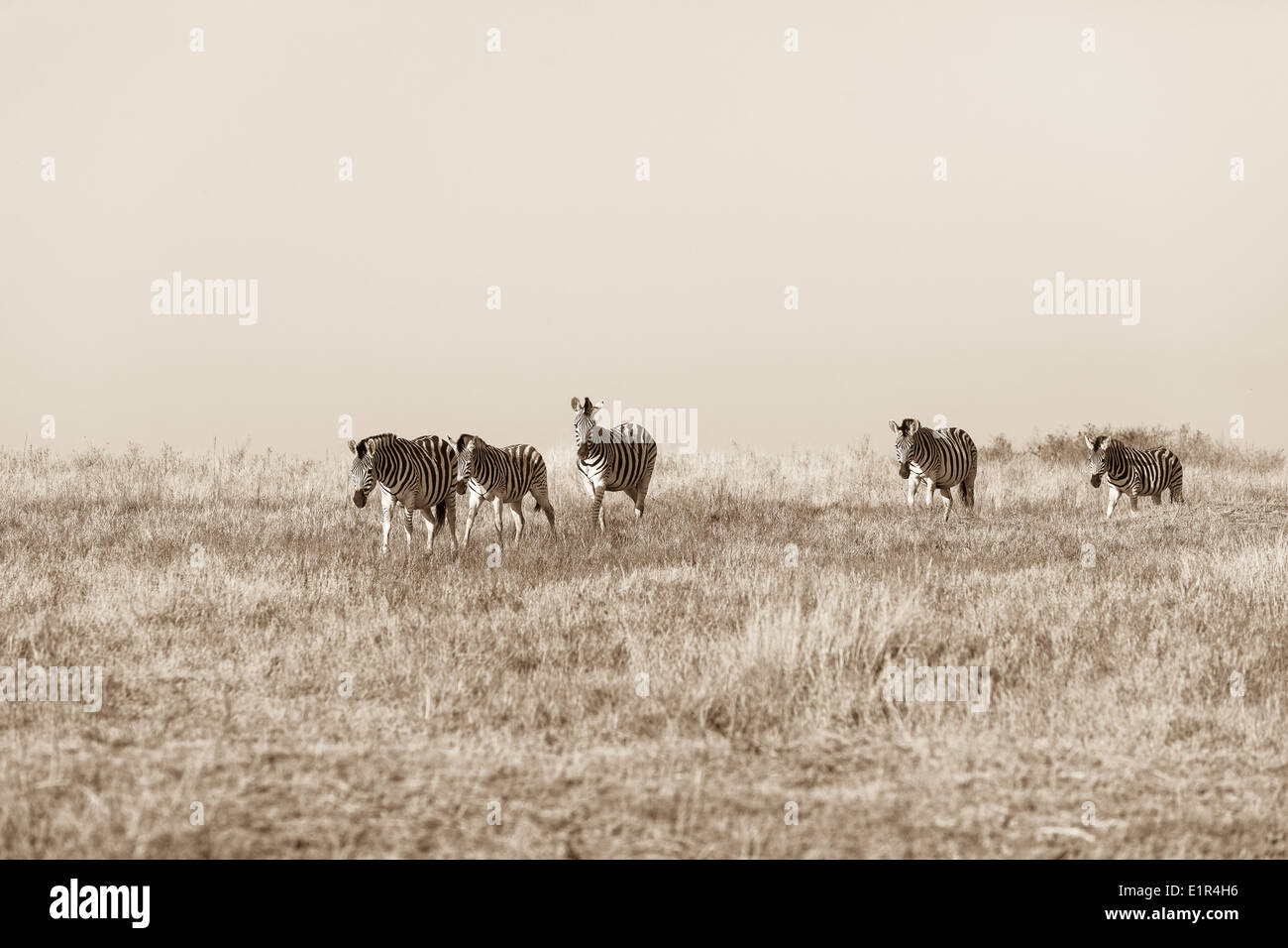 Zebra Herde Kreuzung Grünland Plateau in Tieren Lebensraum für Wildtiere in Sepia-Farbton Vintage Kontraste Stockfoto