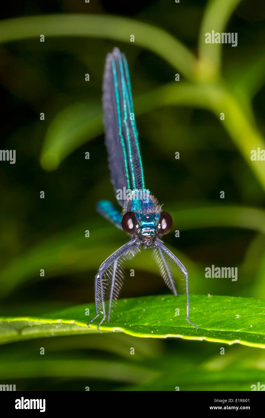 Ebony jewelwing damsefly (Calopteryx maculata) männlich, Georgia, USA. Stockfoto