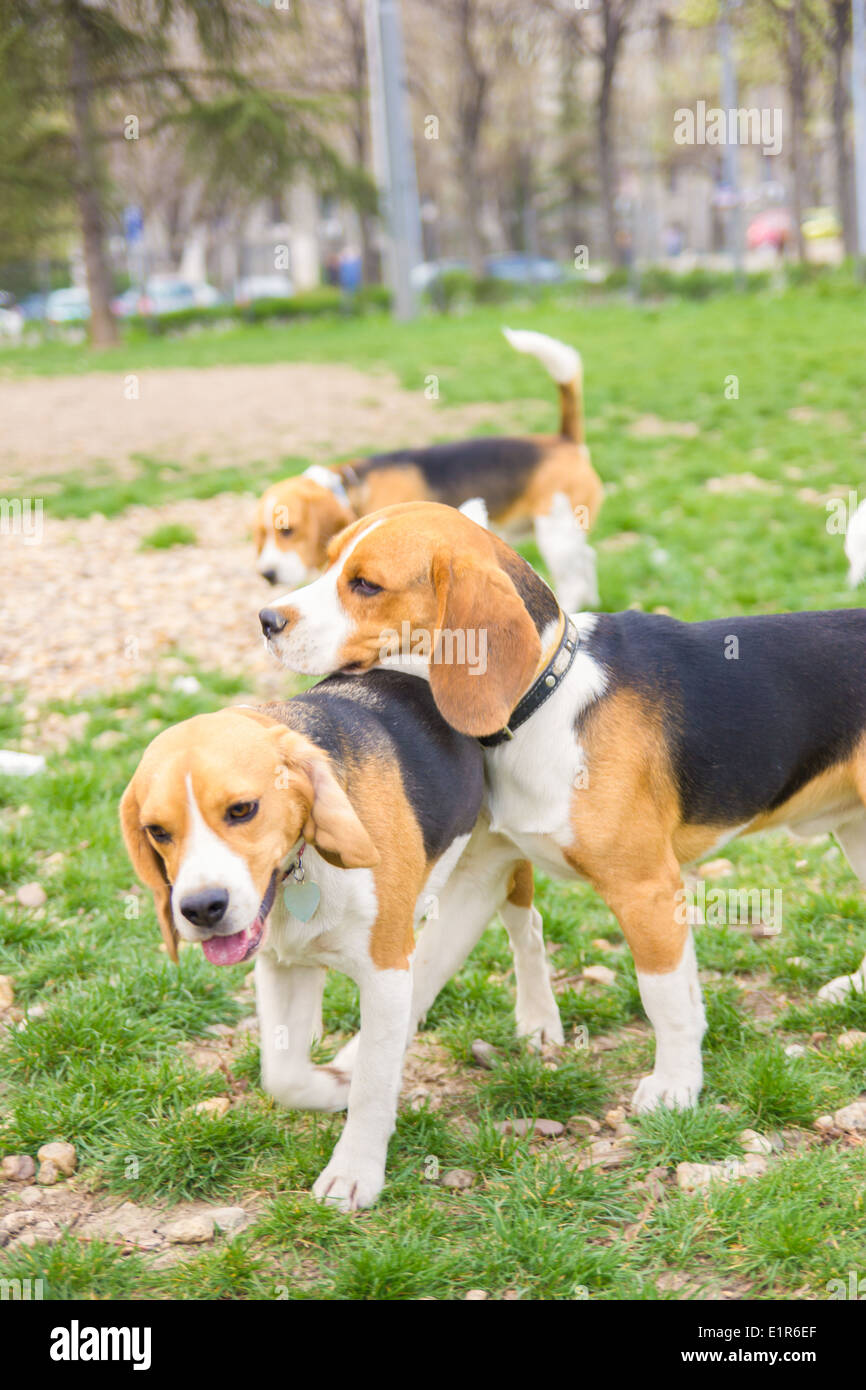 Kostenlose Und Susse Beagle Hunde Spielen Im Park Stockfotografie Alamy