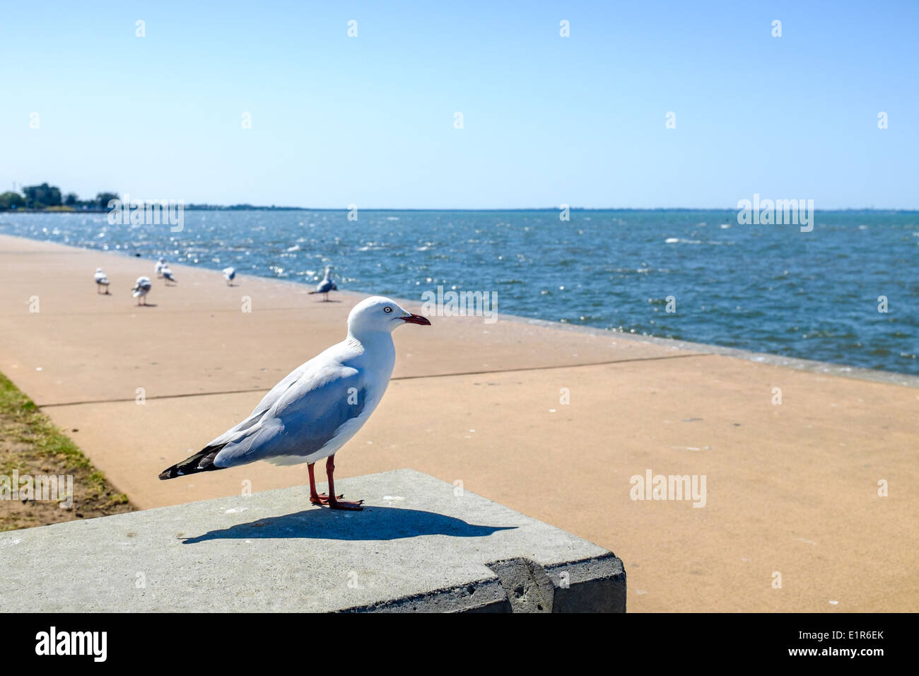 Möwe am Ufer beobachten Stockfoto