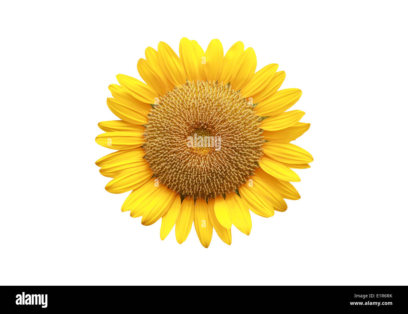 Sonnenblume isoliert auf weißem Hintergrund. Stockfoto