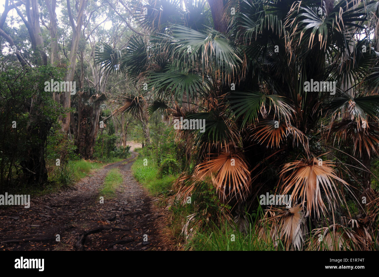 Verfolgen Sie durch Booti Booti National Park, NSW, Australien Stockfoto