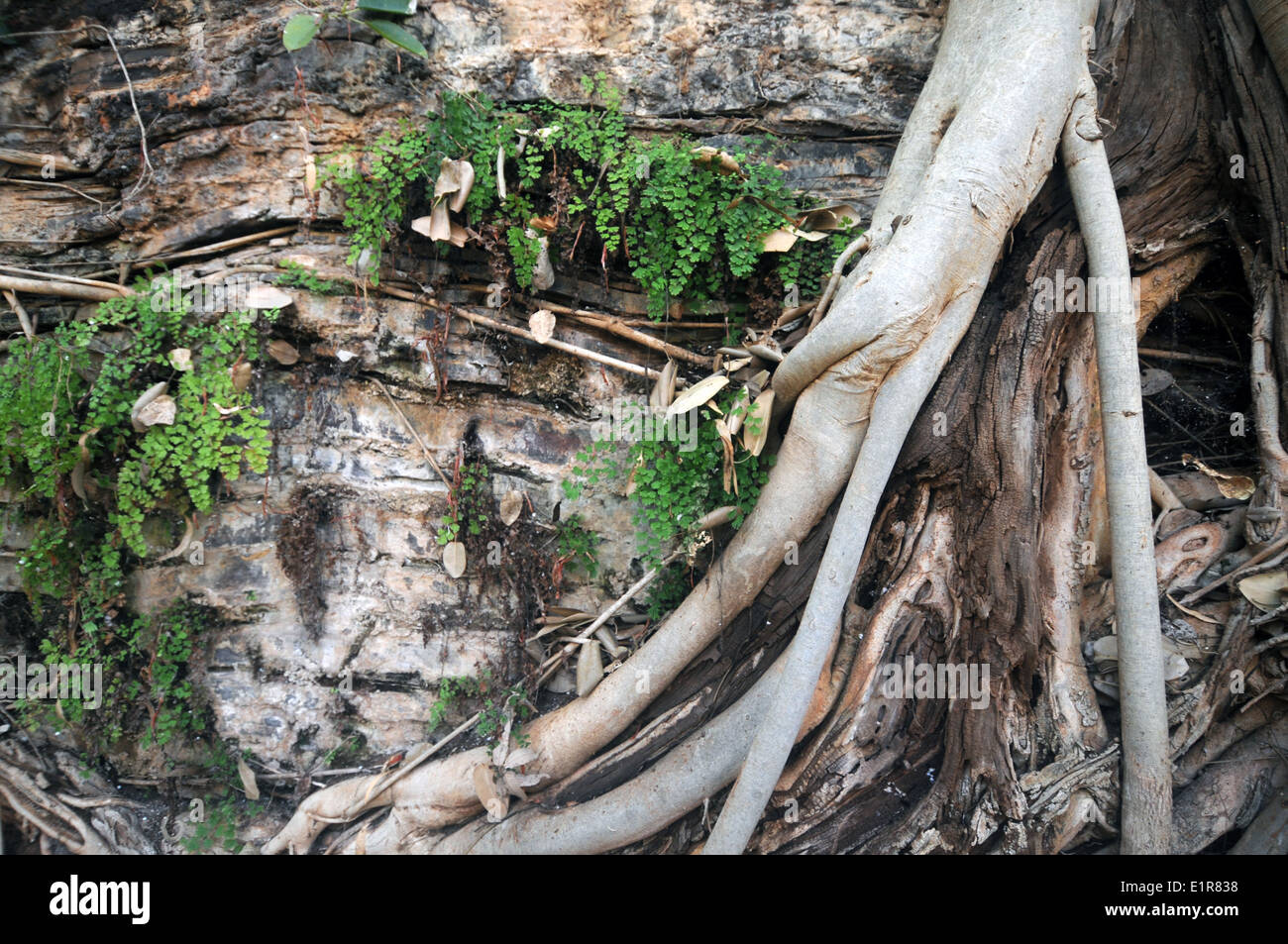 Farne und Baumwurzeln auf Schlucht Wände, Dales Gorge, Karijini-Nationalpark, Hamersley Range, Western Australia Stockfoto