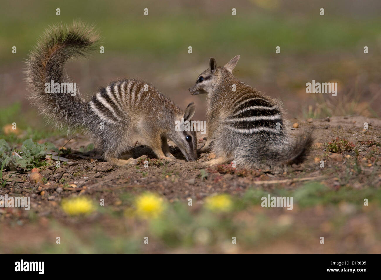 Numbat, Myrmecobius fasciatus Stockfoto