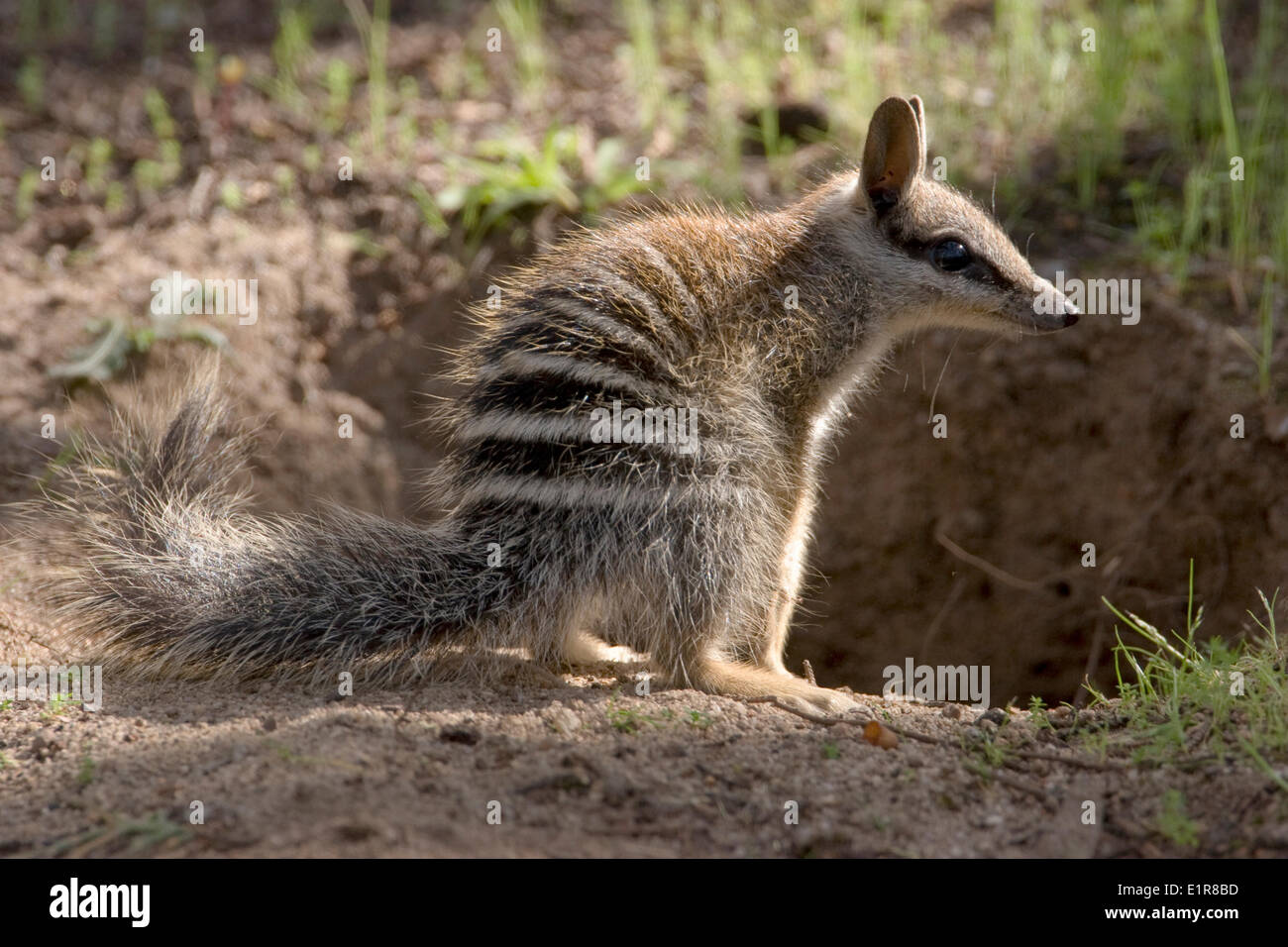 Numbat, Myrmecobius fasciatus Stockfoto