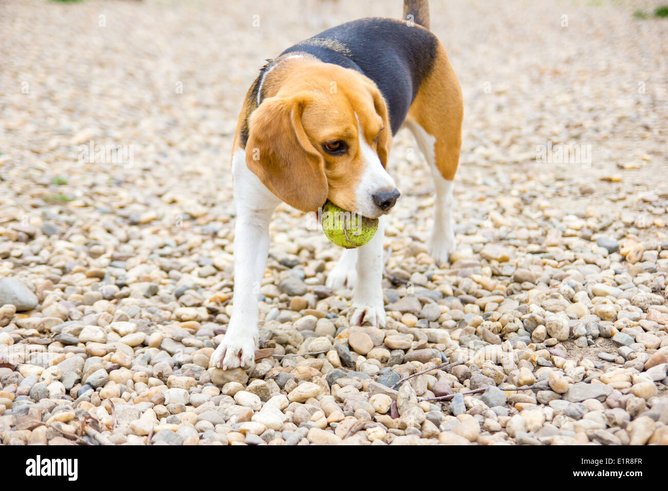 spielerische Beagle Hund fangen einen Ball außerhalb Stockfoto