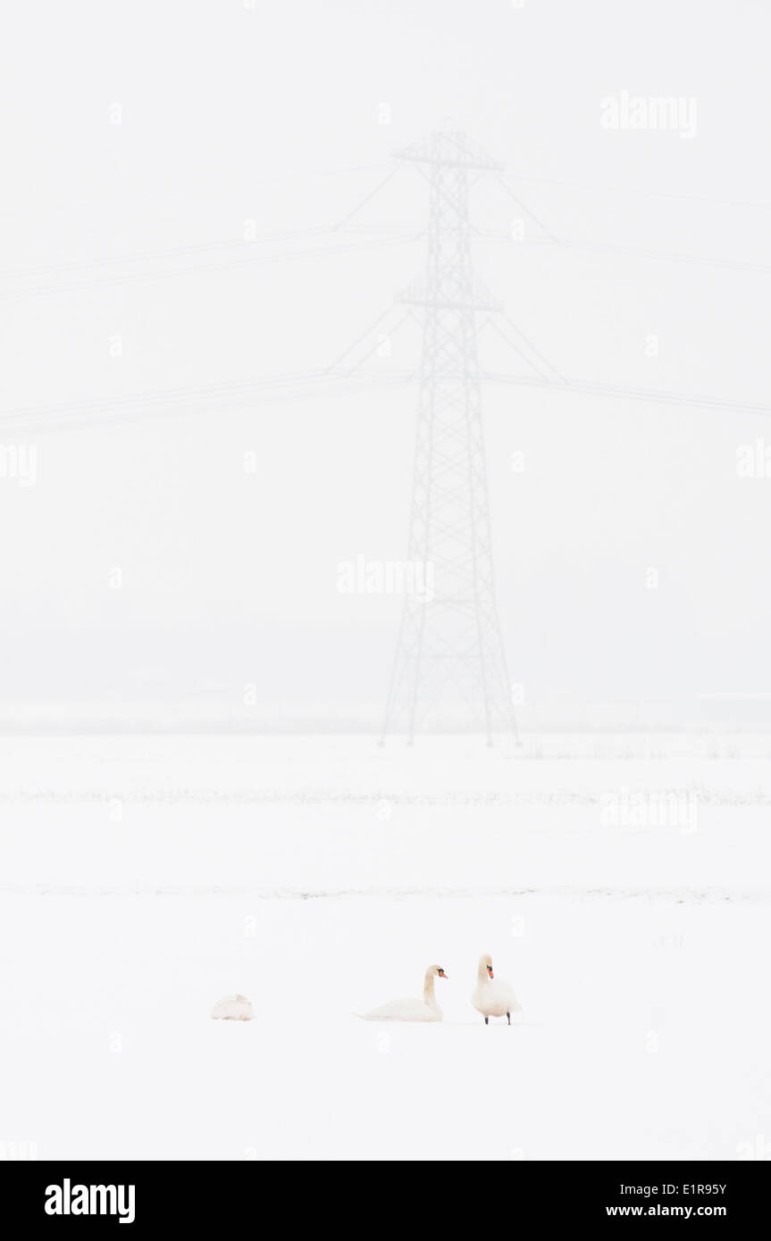 Höckerschwäne in großen weißen Welt mit hohen Powerlines im Hintergrund Stockfoto