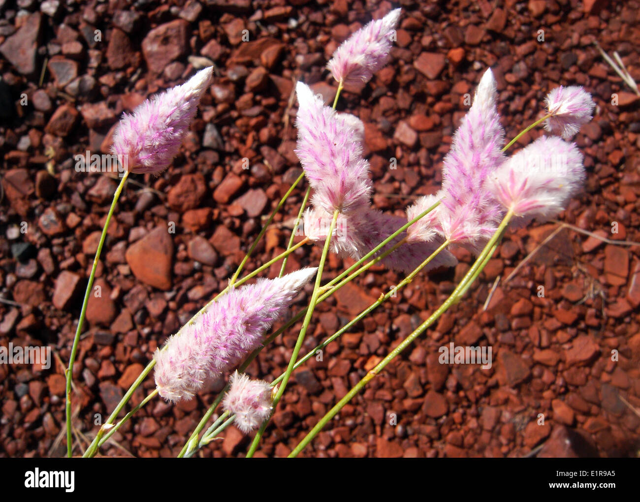 Ptilotus Calostachyus blüht in roten steinige Böden, Hamersley Range, Pilbara, Western Australia Stockfoto