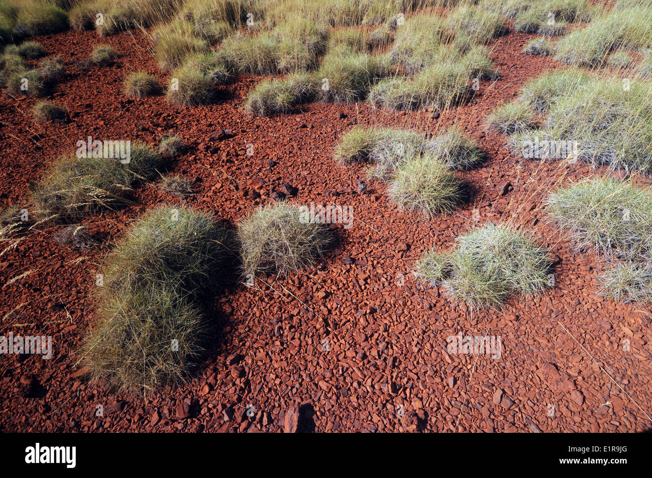 Spinifex Klumpen (Triodia SP.) auf roten felsigen Böden, Karijini-Nationalpark, Hamersley Range, Pilbara, Western Australia Stockfoto