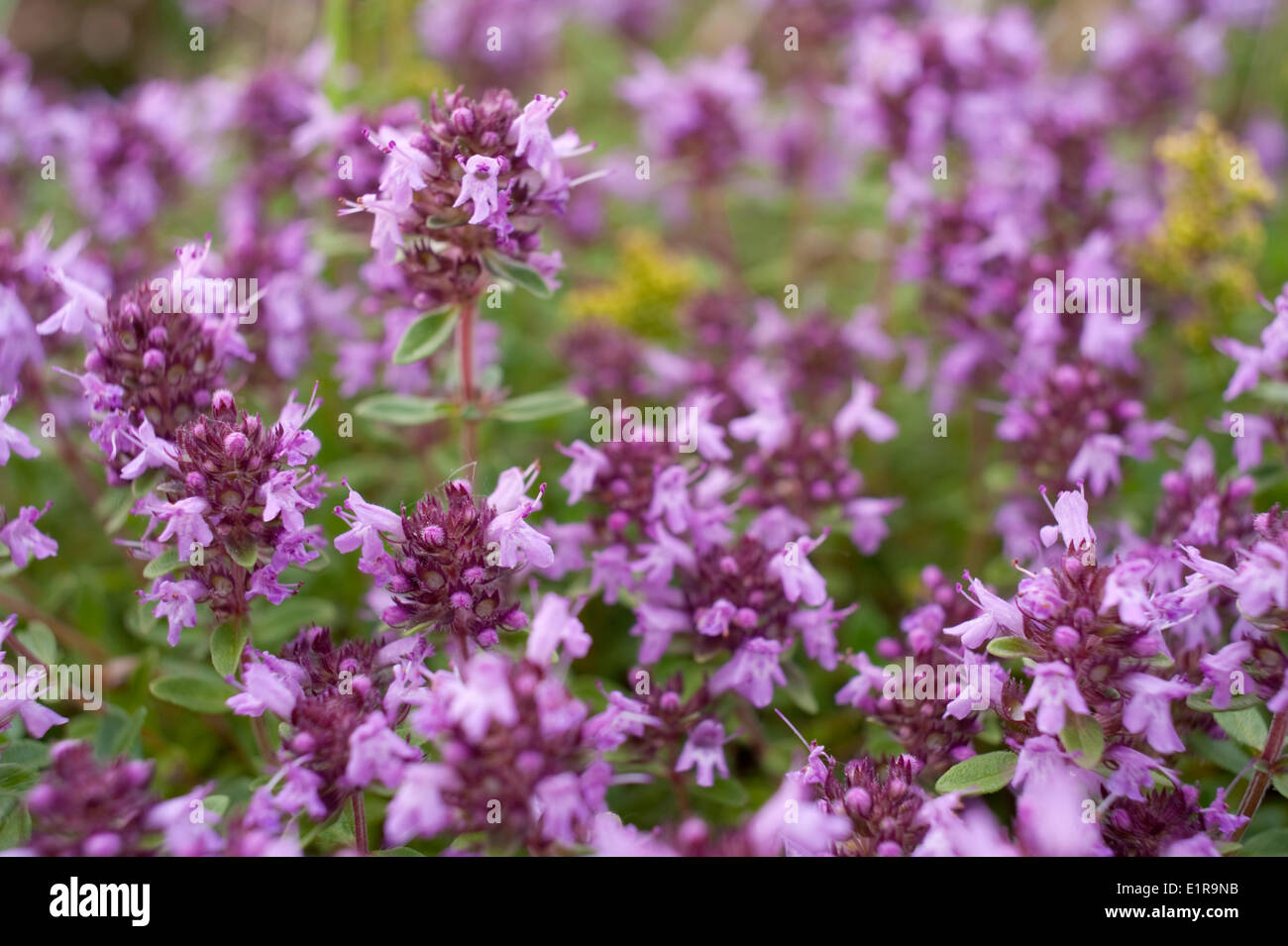 Breite Grünblättrige Thymian Stockfoto