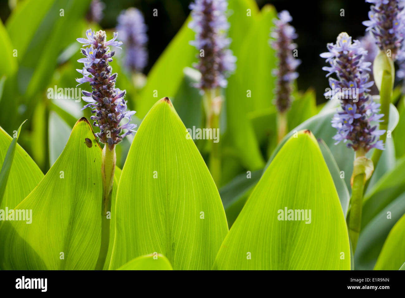 Pickerelweed ist eine exotische Pflanze aus Nordamerika, die sich in Europa etabliert. Es ist eine beliebte Gartenpflanze. Stockfoto