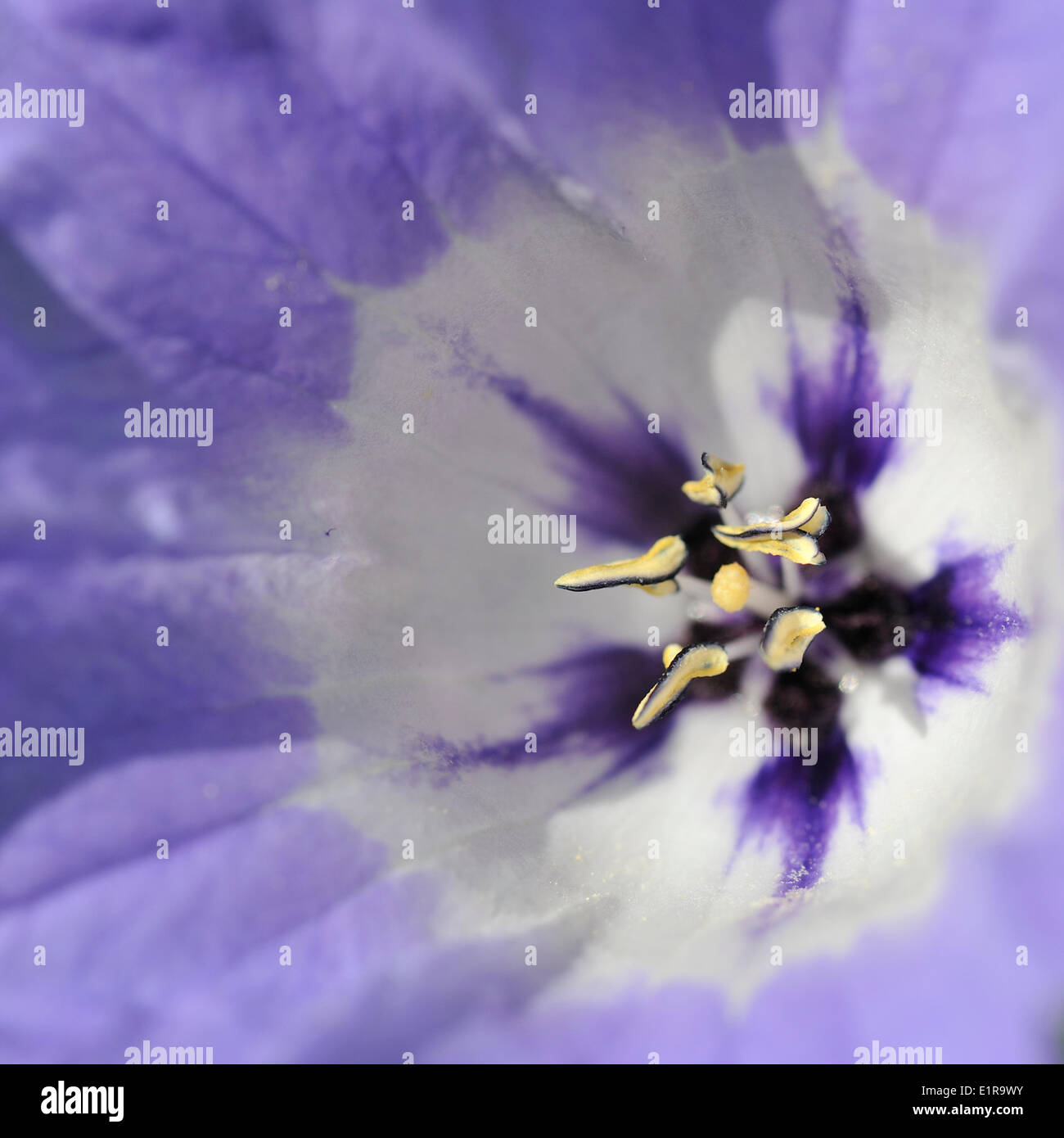 Blühende Apple von Peru mit charakteristischen blauen Glocke geformte Blumen Stockfoto