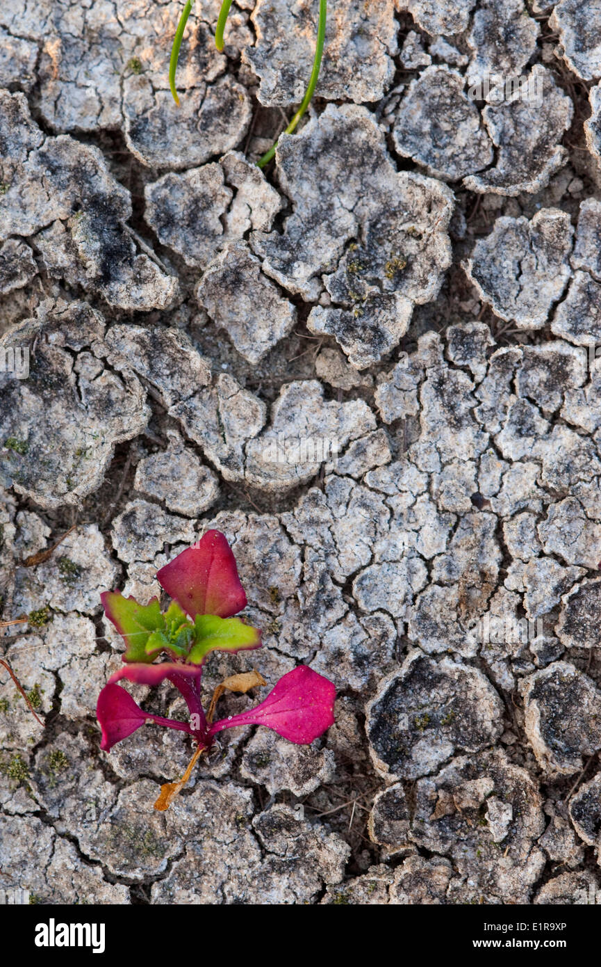 Speer-leaved Basallappen auf ausgetrockneten Boden Stockfoto