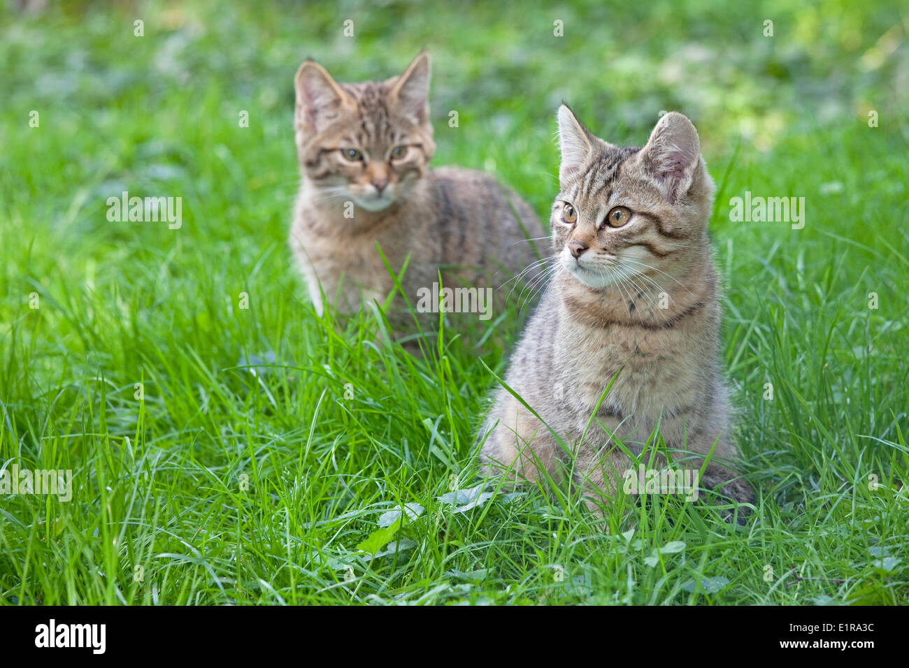 Foto von zwei jungen wilden Katzen Gras Stockfoto