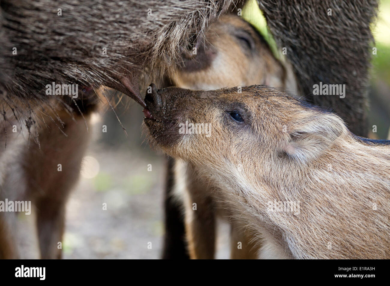 Foto von zwei juvenile Wildschweine, die von ihrer Mutter trinken Stockfoto