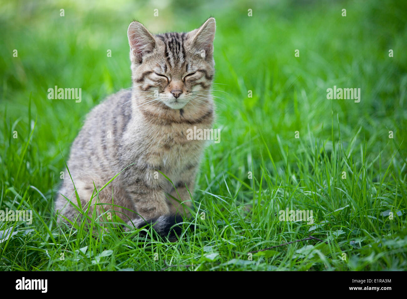 Foto einer jungen wilden Katze Gras Stockfoto
