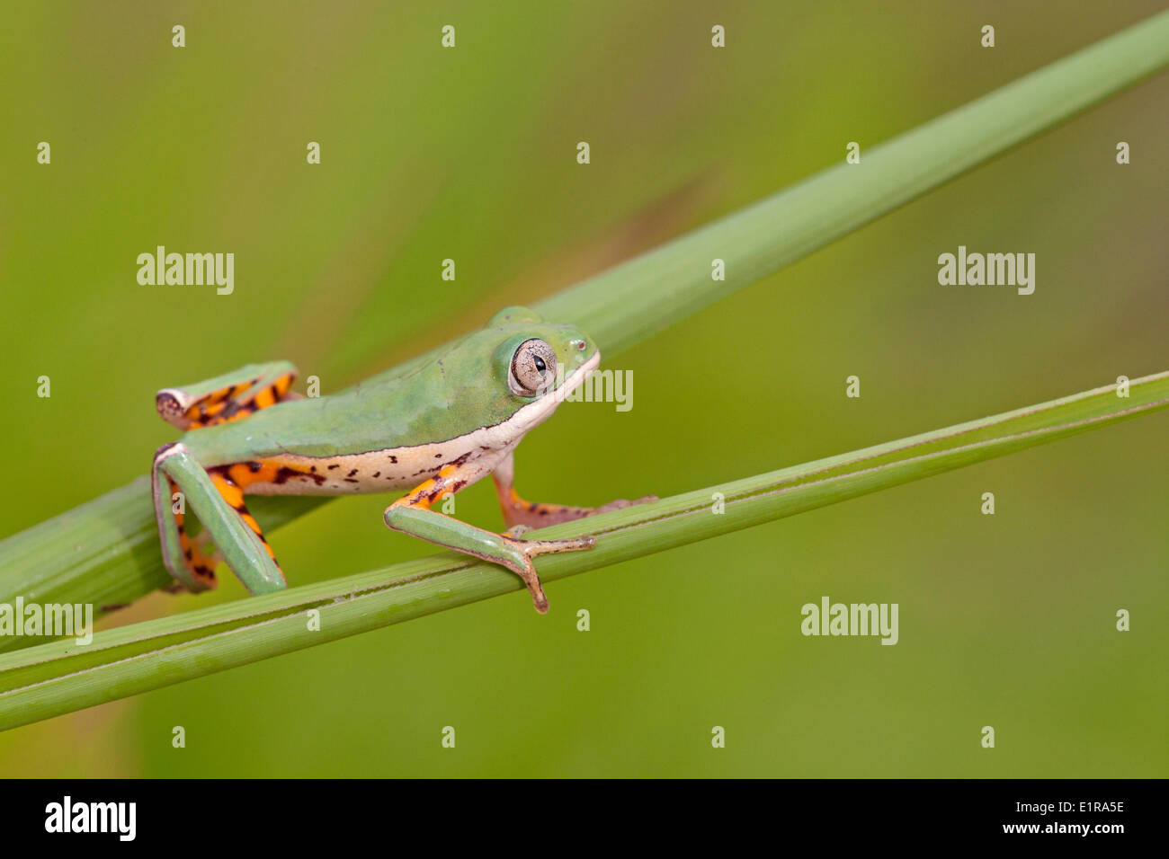 Foto eines Orange-beinigen Blatt Frosches krabbeln über reed Stockfoto