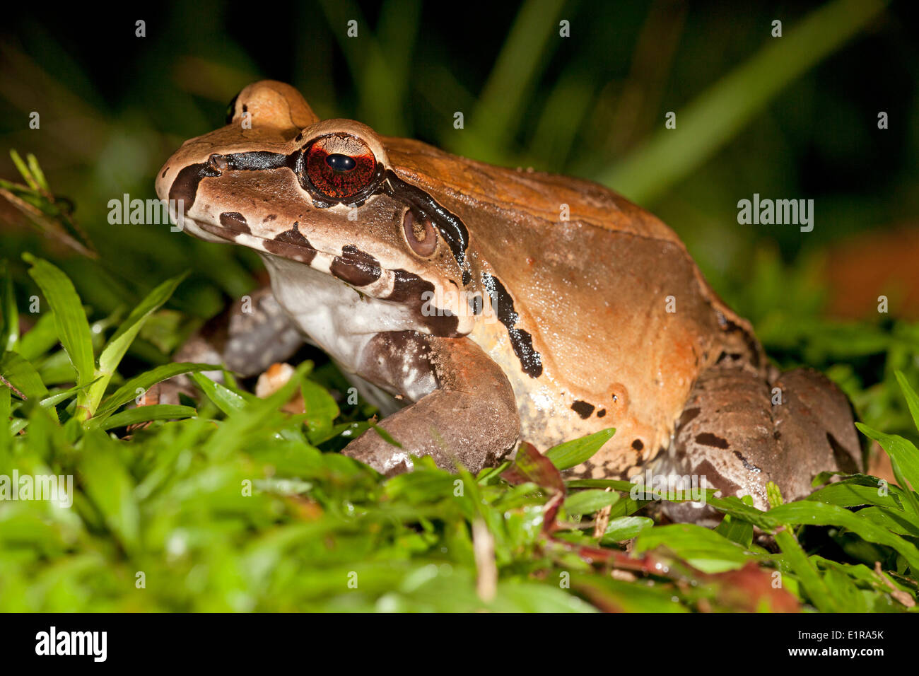 Foto von einem rauchigen Dschungel Frosch Stockfoto