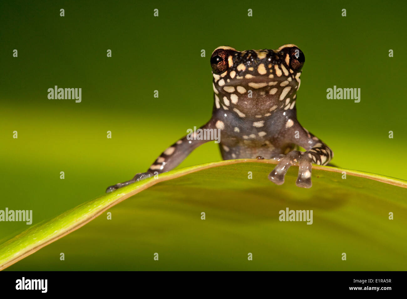 Foto von einem Tukeit Hügel Frosch ruht auf einem grünen Blatt vor einem grünen Hintergrund Stockfoto