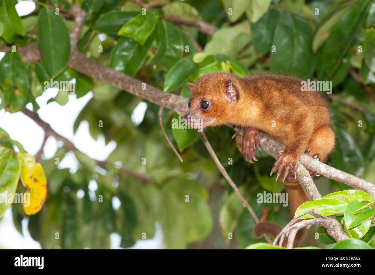 Foto von einem Kinkajou in einem Baum Stockfoto