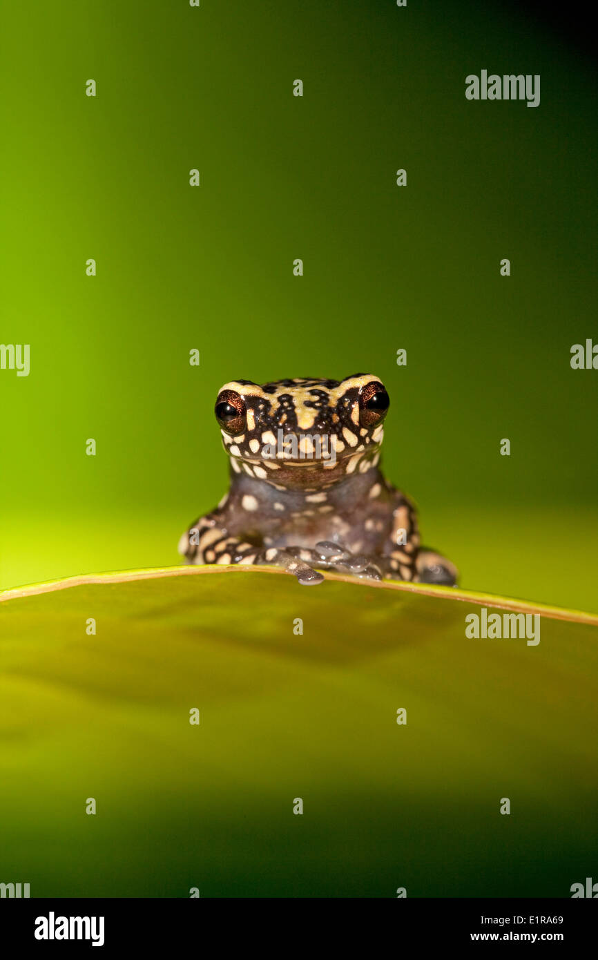 Foto von einem Tukeit Hügel Frosch ruht auf einem grünen Blatt vor einem grünen Hintergrund Stockfoto