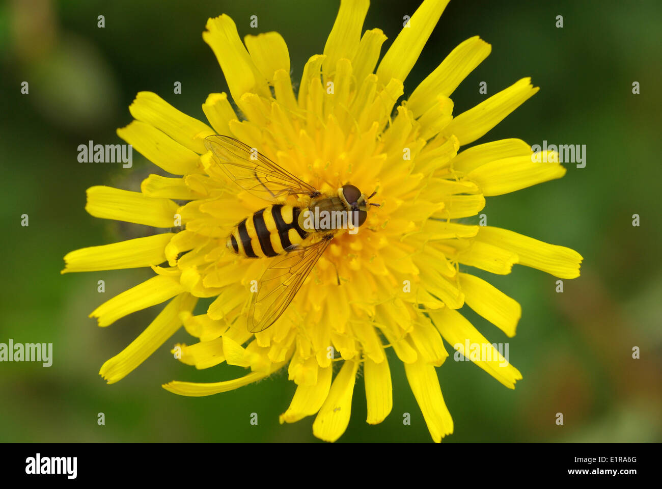 Gemeinsamen Schwebfliege auf eine mehrjährige Sowthistle Stockfoto