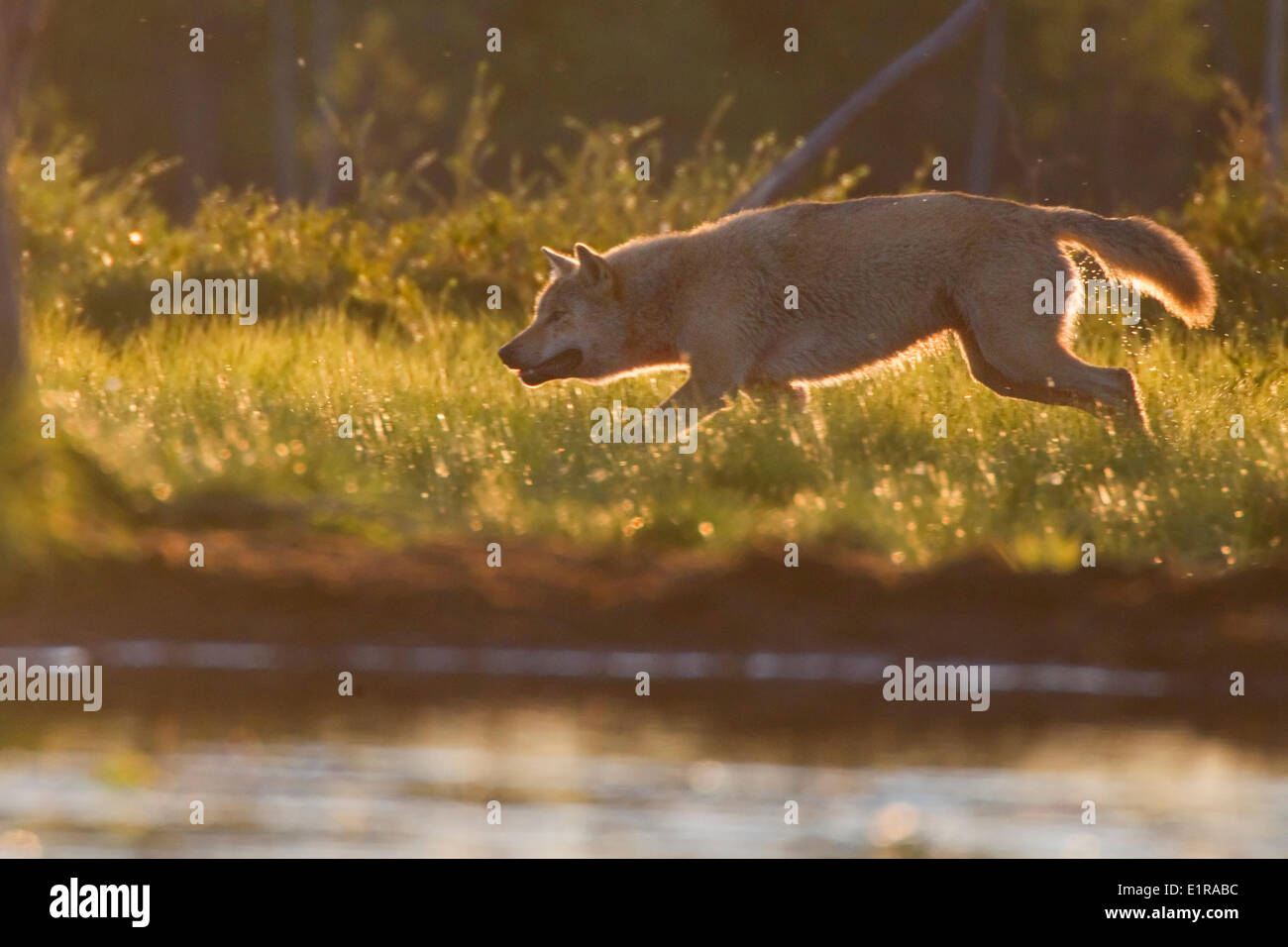 Wolf Jagd in einem finnischen Wald im Rücken Licht Stockfoto