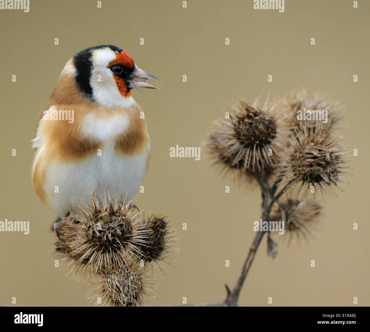 Fütterung von Stieglitz auf Klette Stockfoto