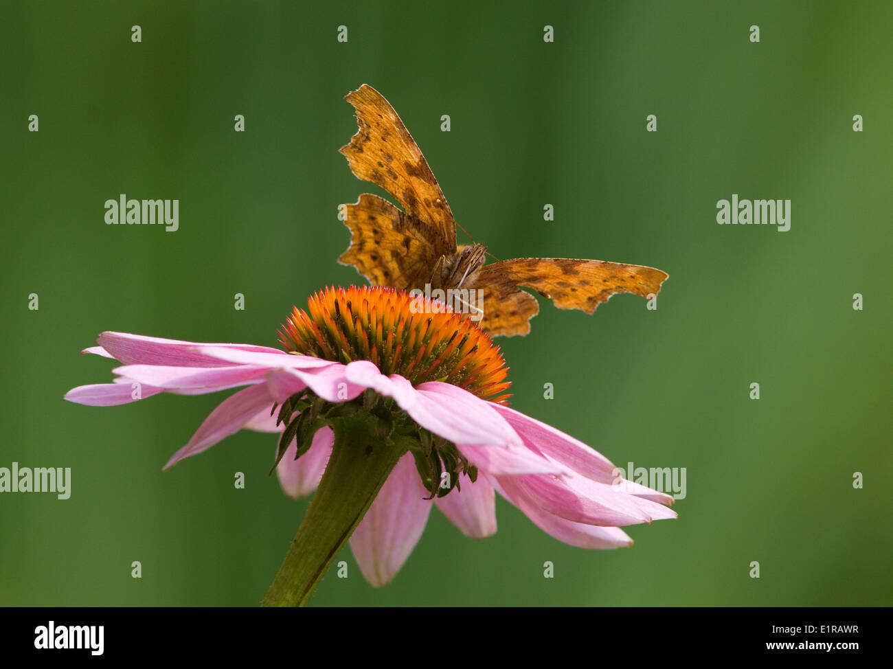 Vorderansicht Komma Schmetterling Stockfoto