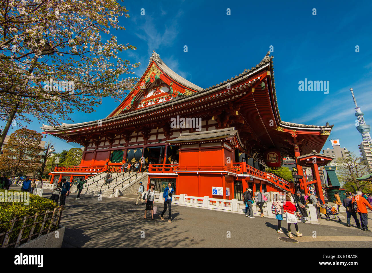 Senso-Ji Tempel mit blühenden Kirschbaum, Bezirk Asakusa, Tokio, Japan Stockfoto