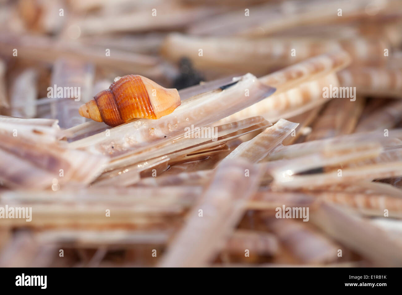 Gemeinsamen Wellhornschnecke inmitten Atlantic Klappmesser auf den Strand von Walcheren. Stockfoto